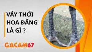 Vảy Thới Hoa Đăng Là Gì – Bật Mí Cách Nhận Biết Thần Kê